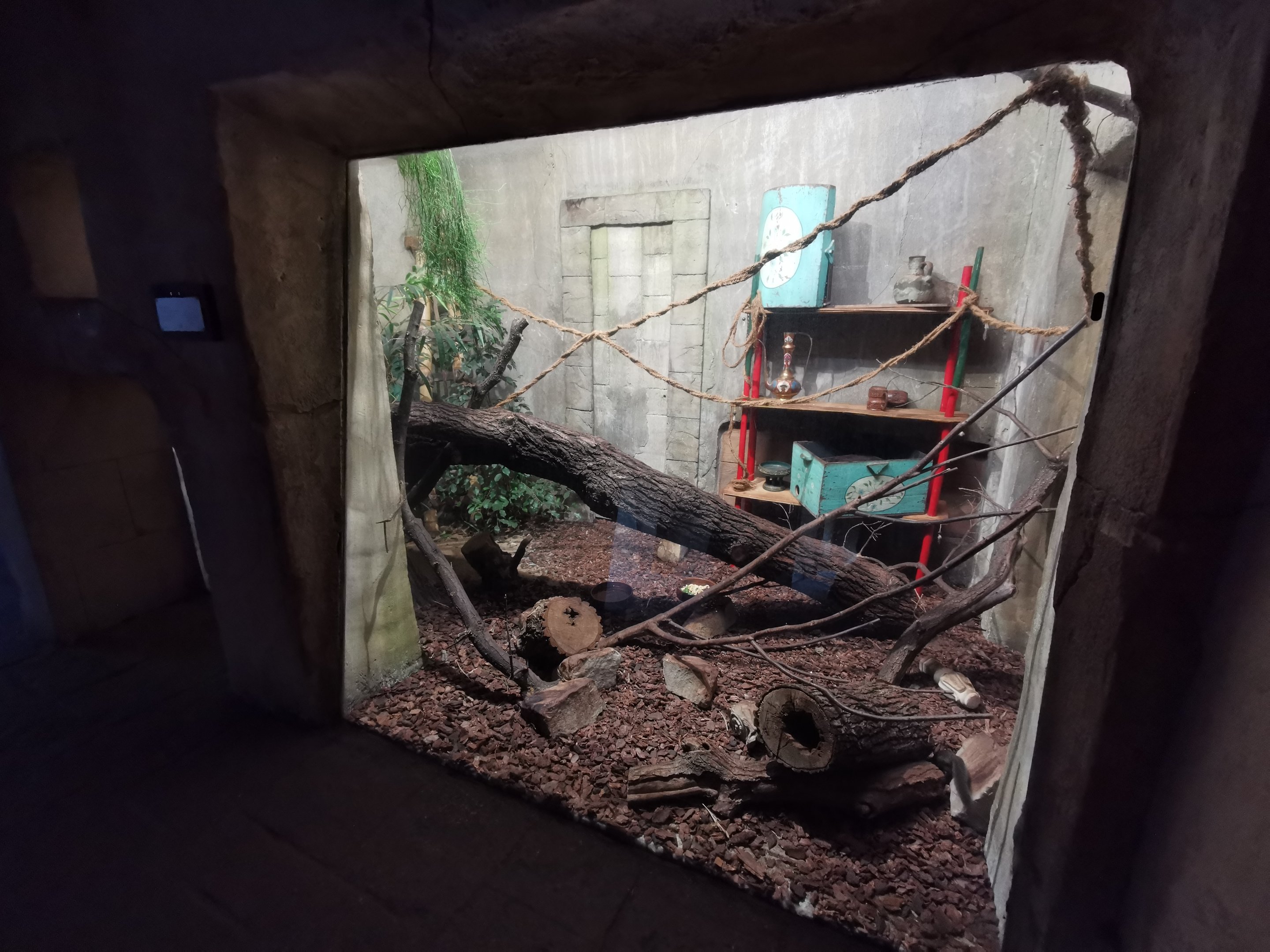 Northern treeshrew exhibit - "Indischen Dschungelpalast"