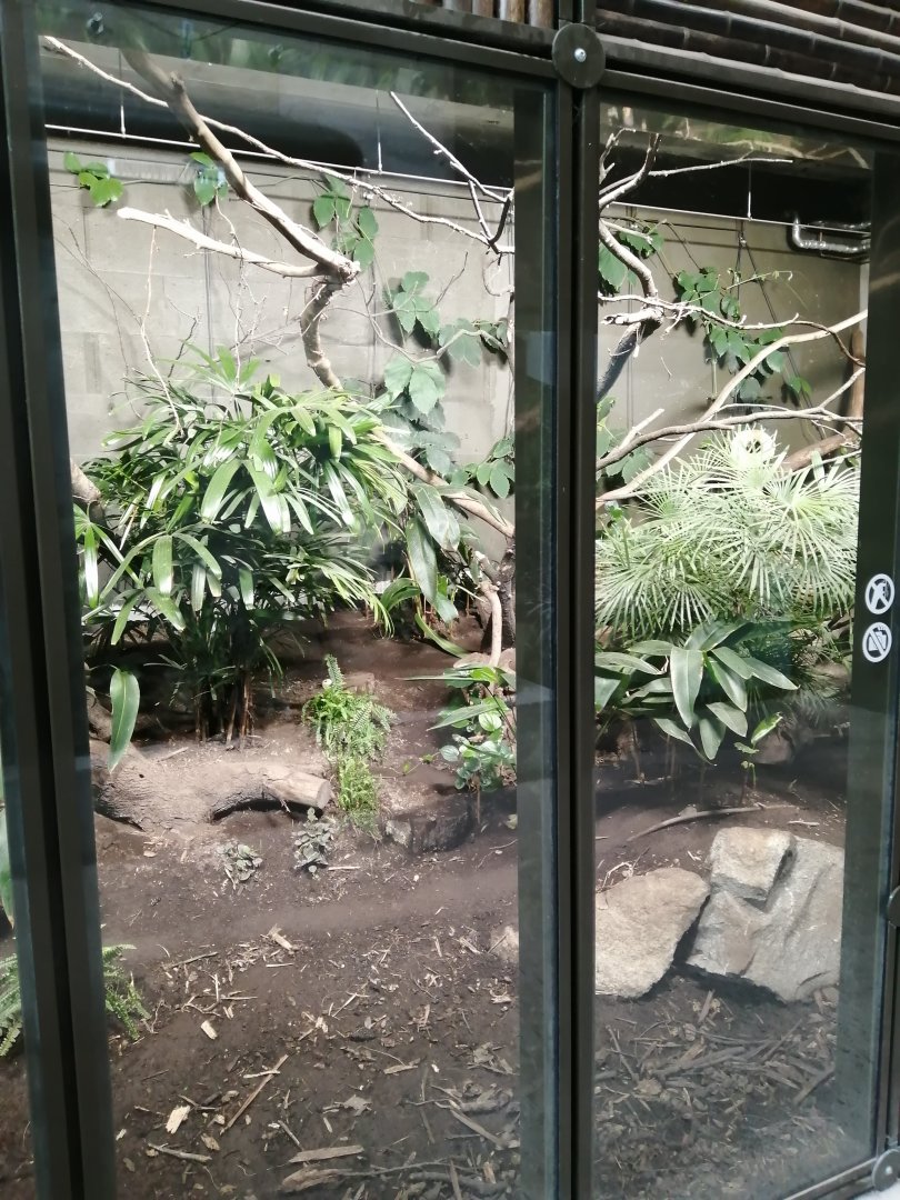 Northern treeshrew exhibit