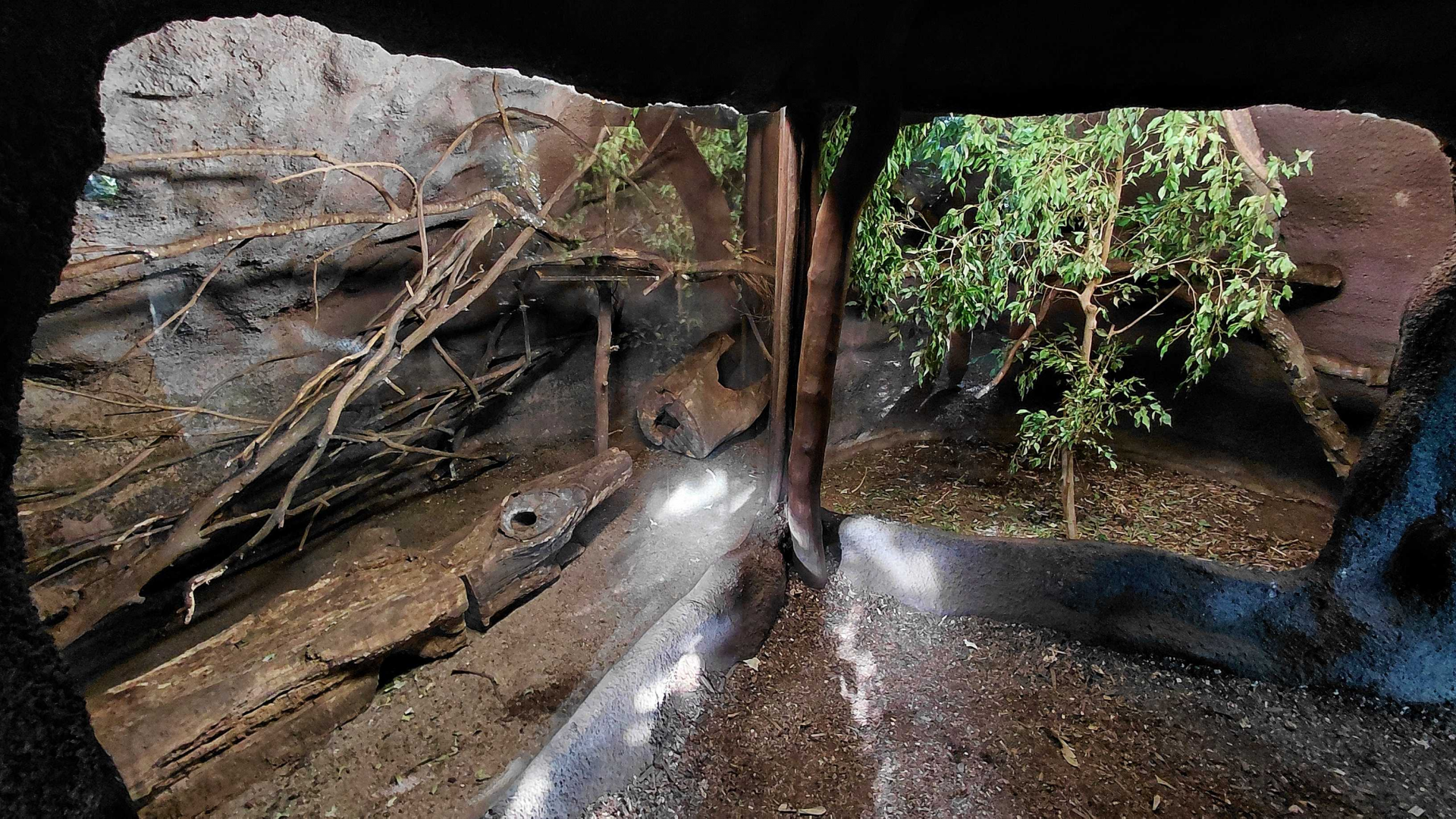 Northern treeshrew exhibit