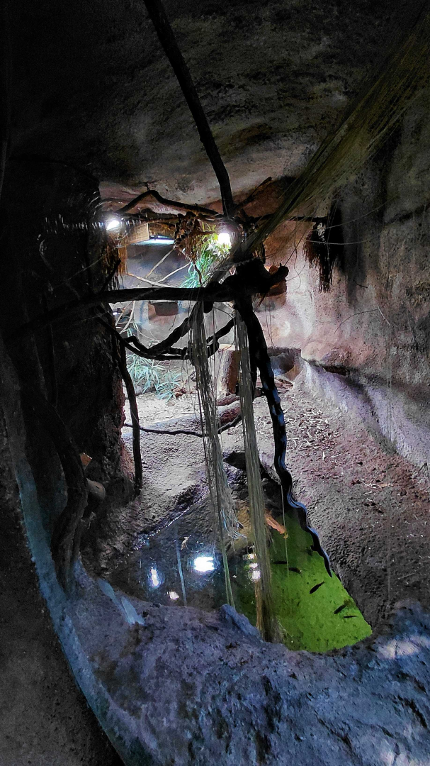 Northern treeshrew exhibit