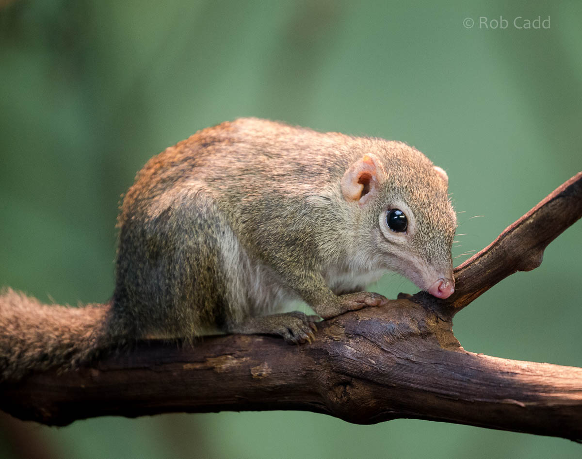 Northern treeshrew : Paignton : 23 Sep 2015