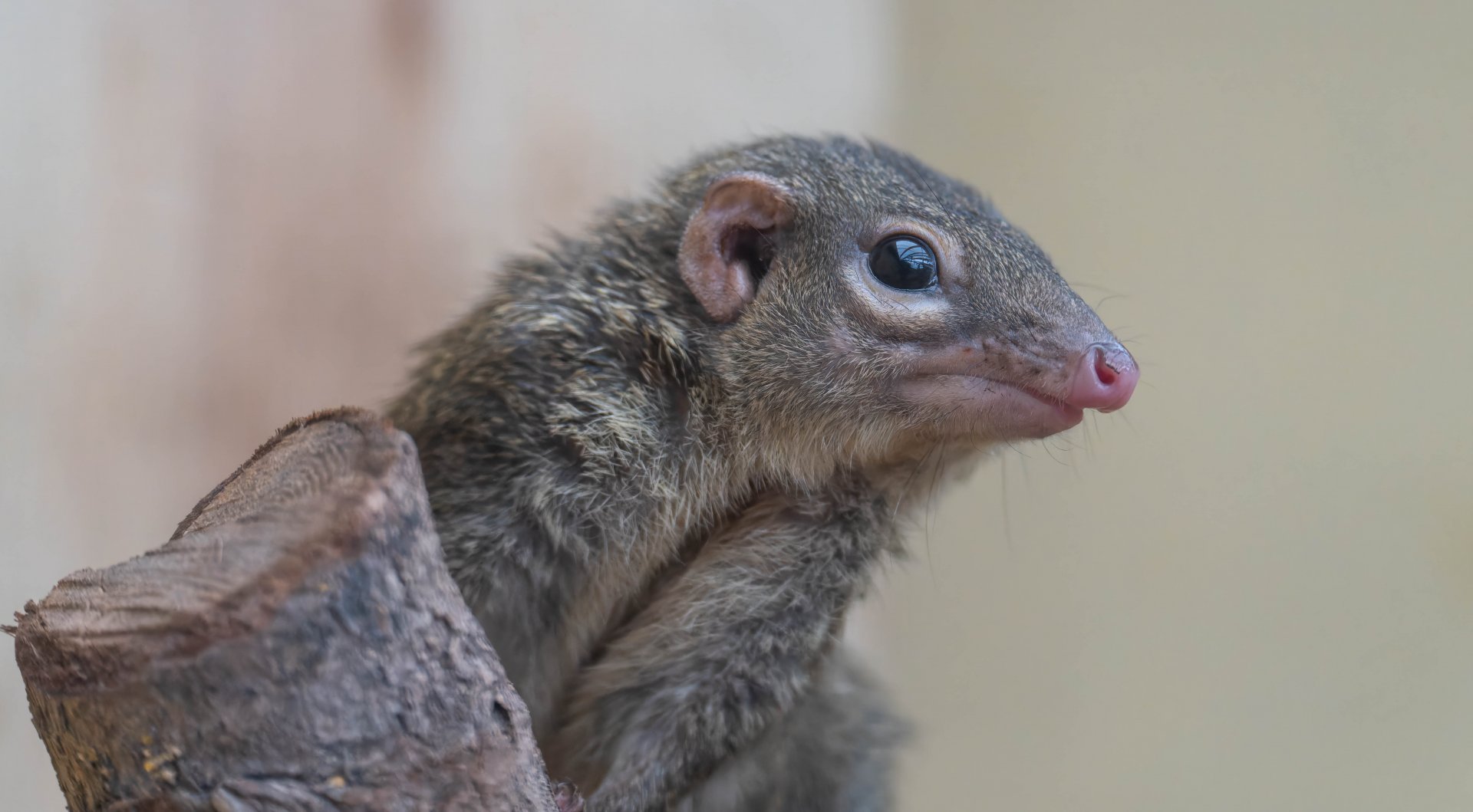 Northern Treeshrew, Thrigby, UK