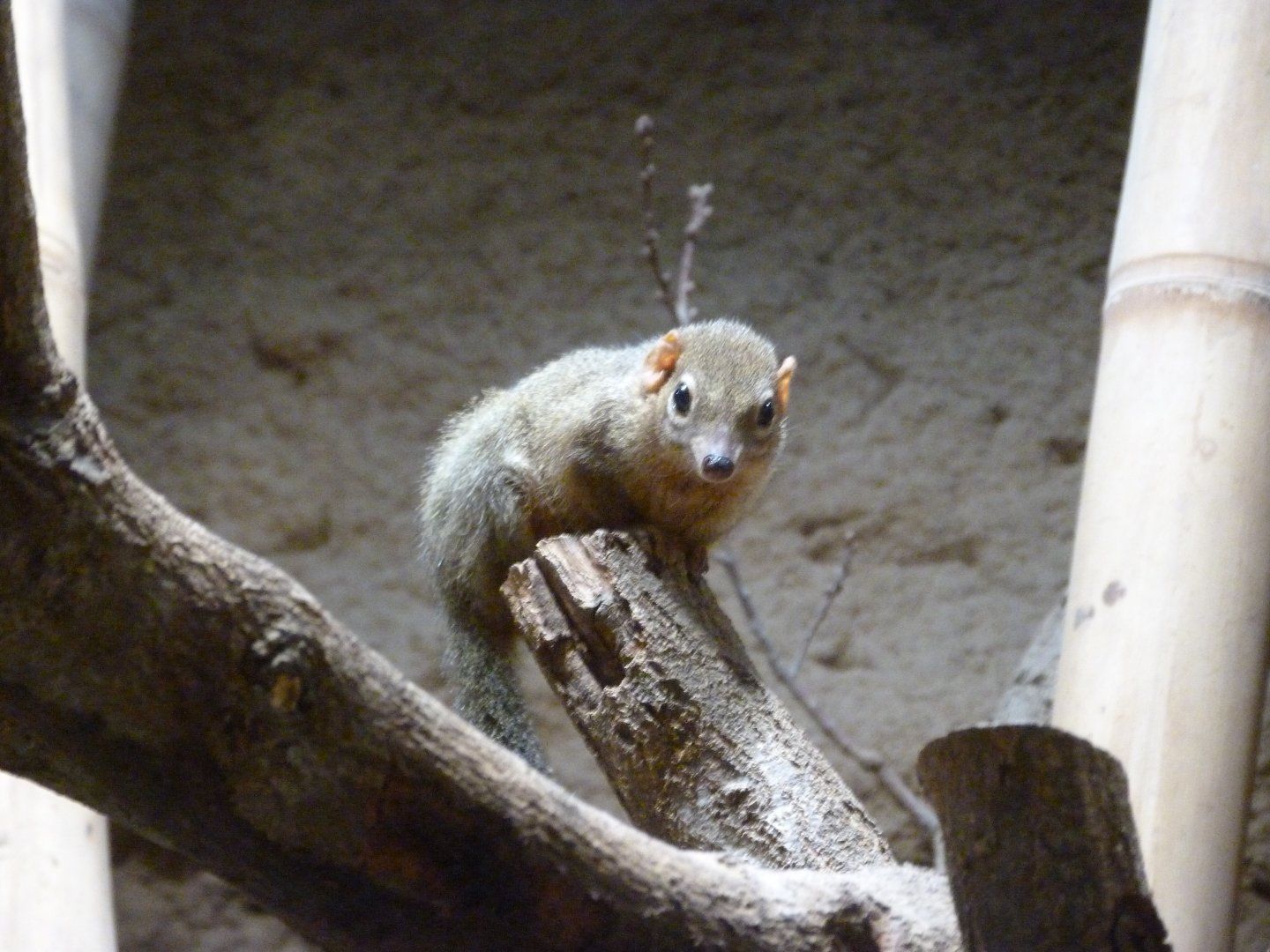 Northern treeshrew -Tierpark Berlin (2024)