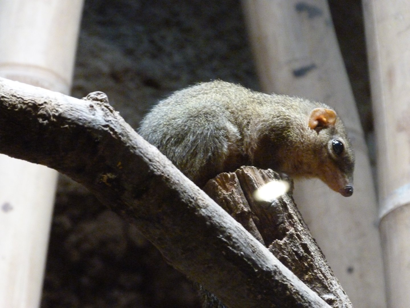 Northern treeshrew -Tierpark Berlin (2024)