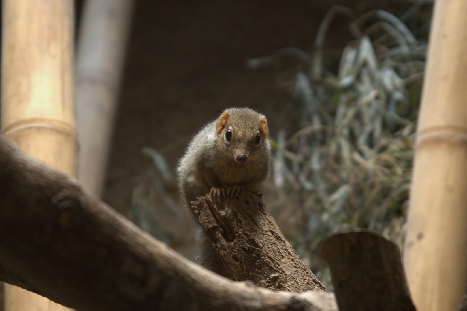 Northern Treeshrew (Tupaia belangeri), 17-09-25