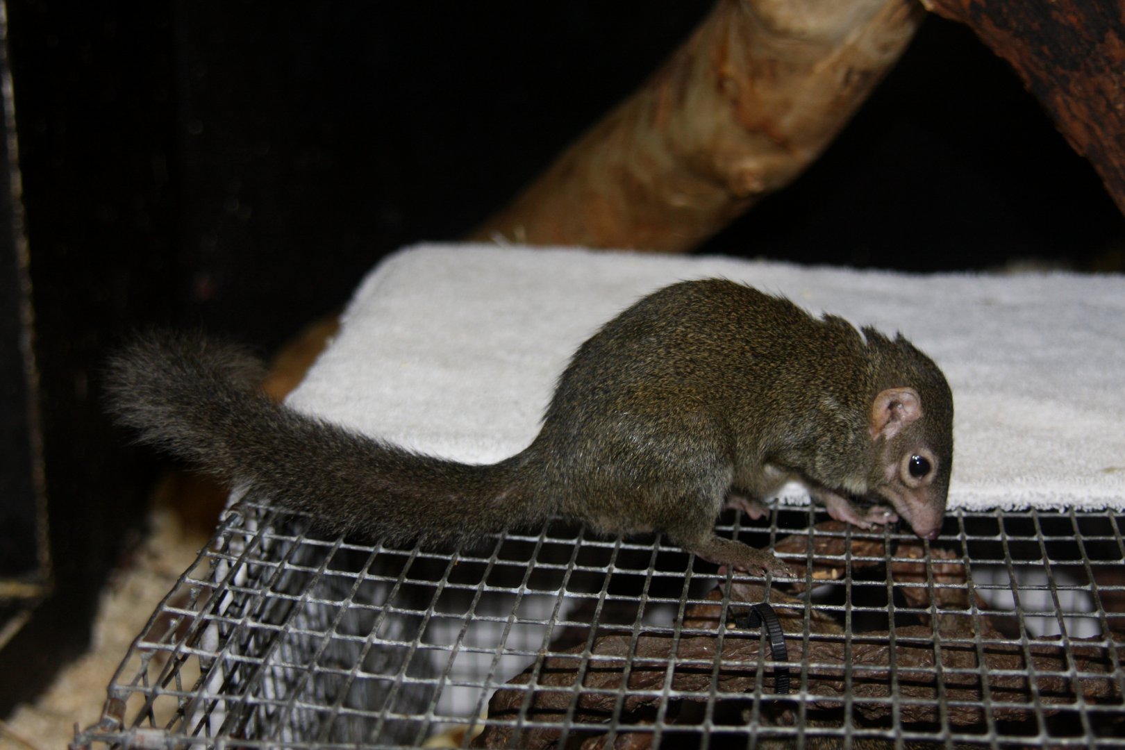 northern treeshrew (Tupaia belangeri) 2013