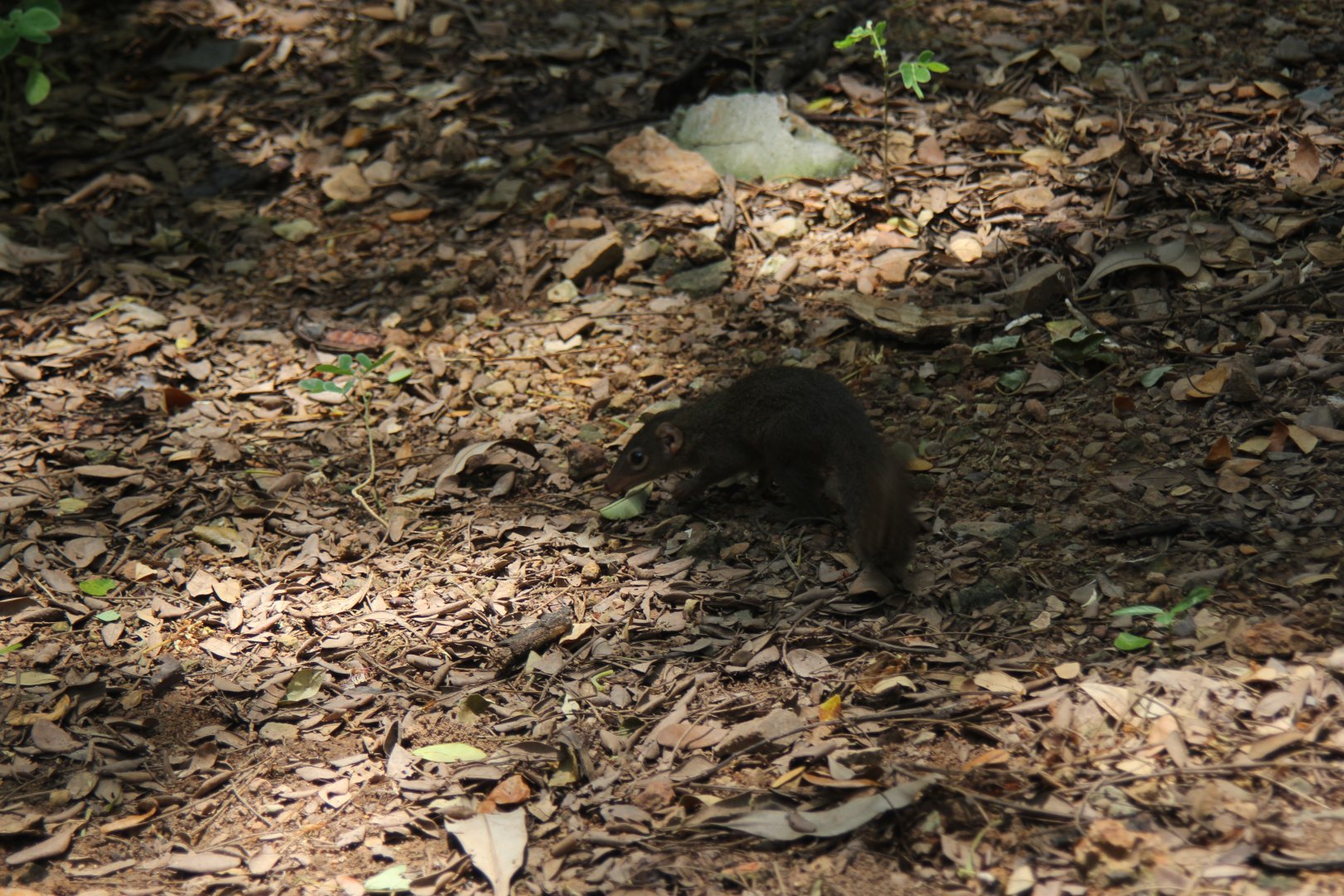 northern treeshrew (Tupaia belangeri) wild
