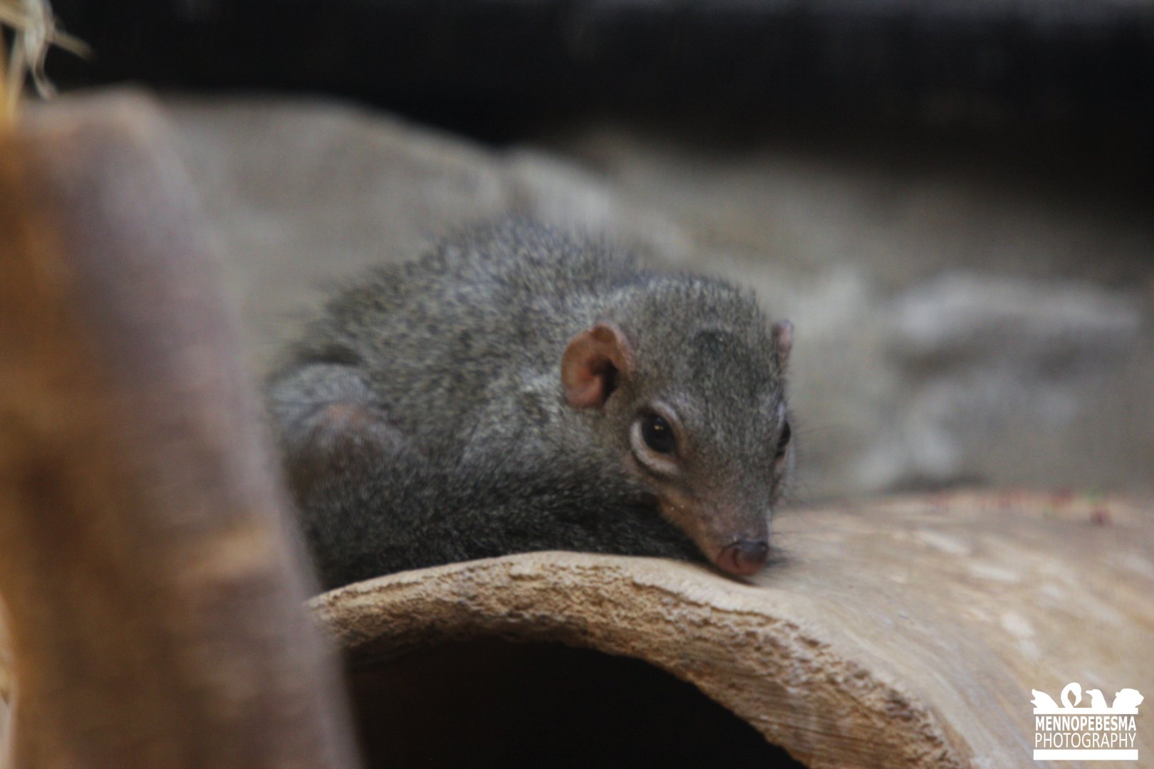 Northern treeshrew (Tupaia belangeri)