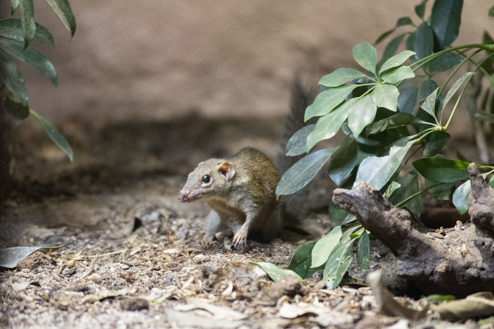 Northern treeshrew (Tupaia belangeri)