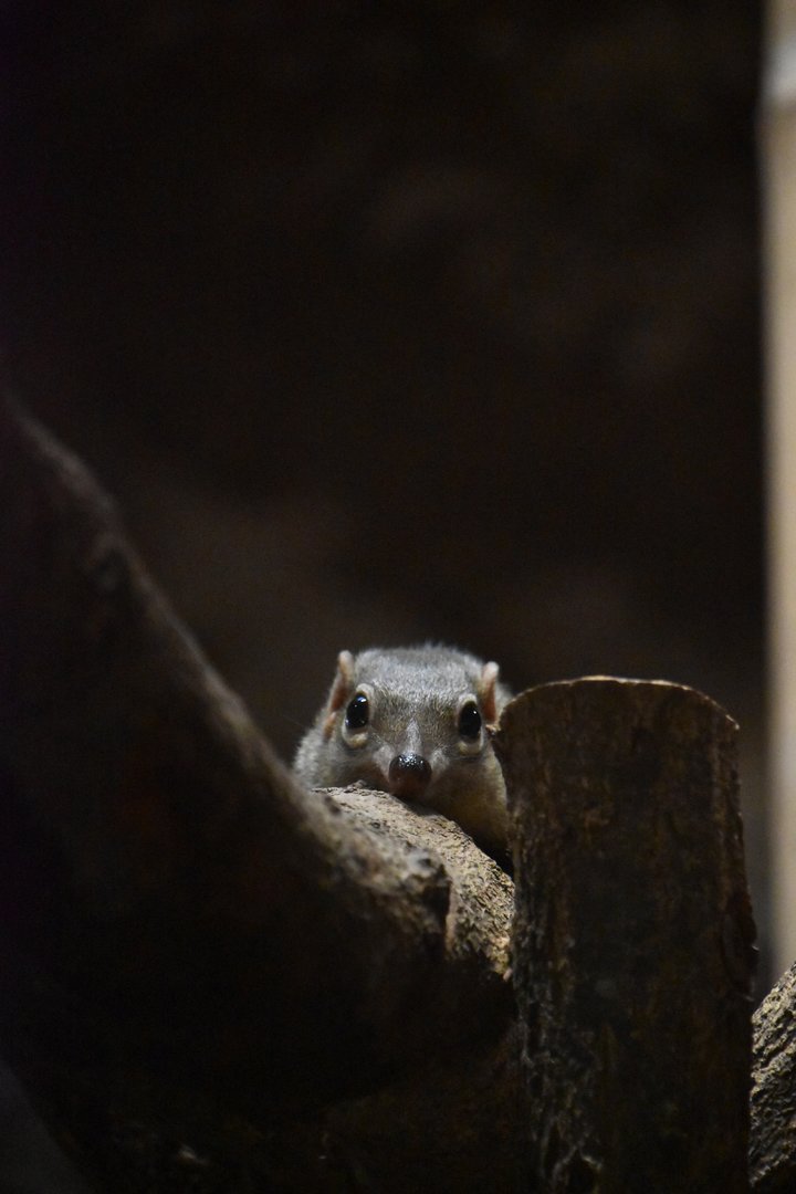 Northern treeshrew, Tupaia belangeri