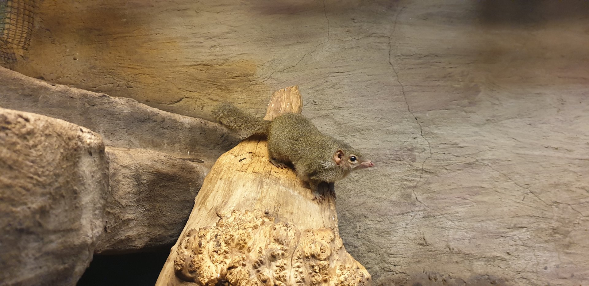 Northern treeshrew