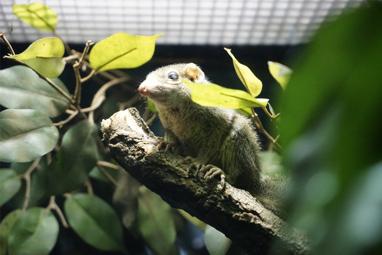 Northern Treeshrew