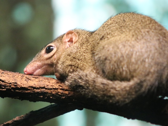 Northern Treeshrew