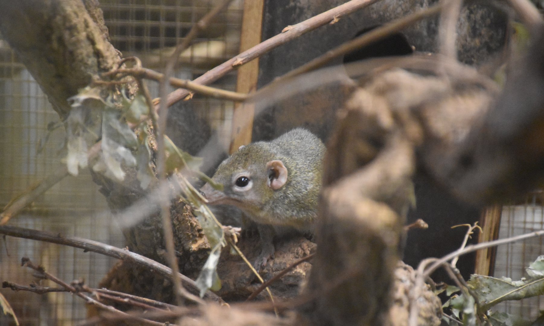 Northern treeshrew