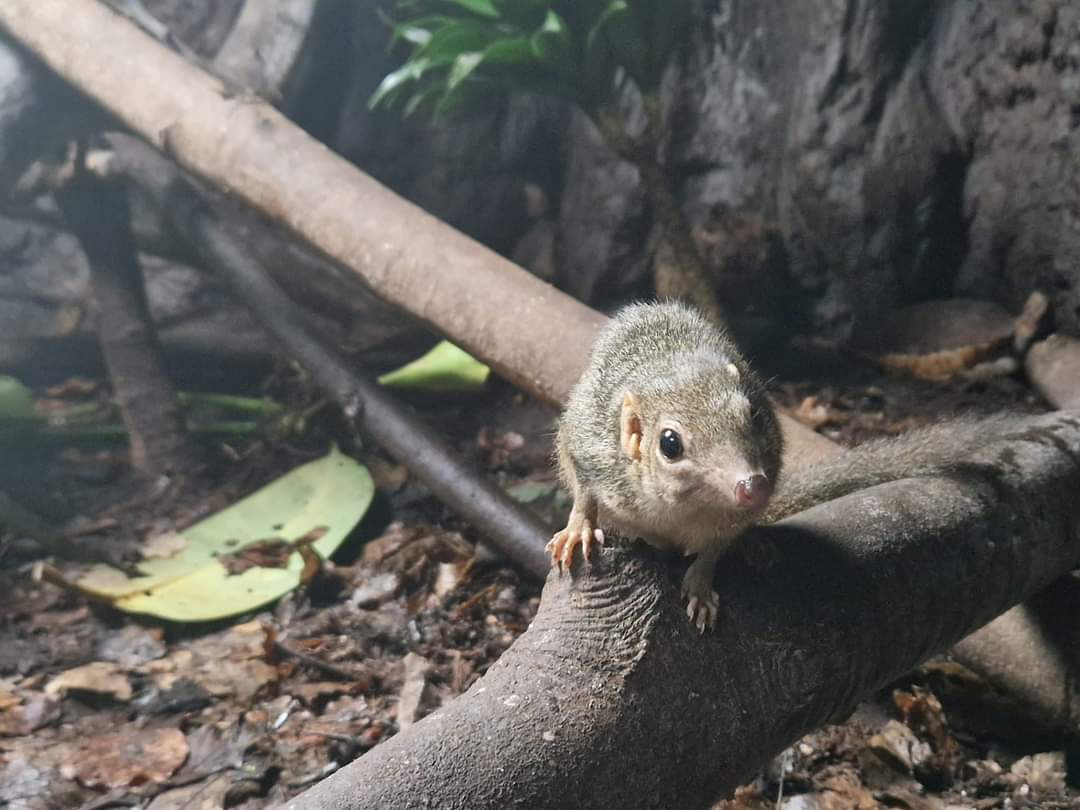 Northern Treeshrew