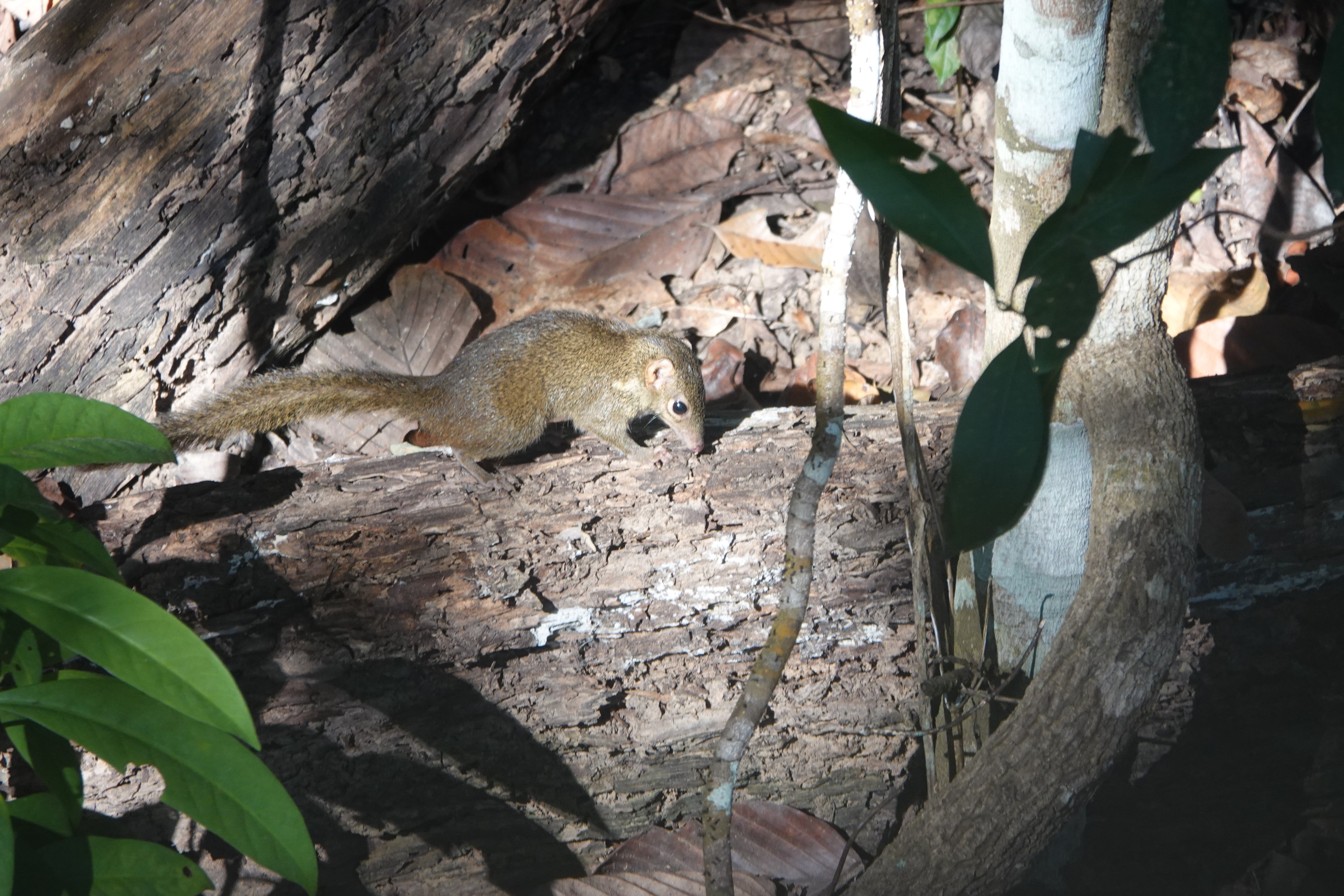 Northern Treeshrew