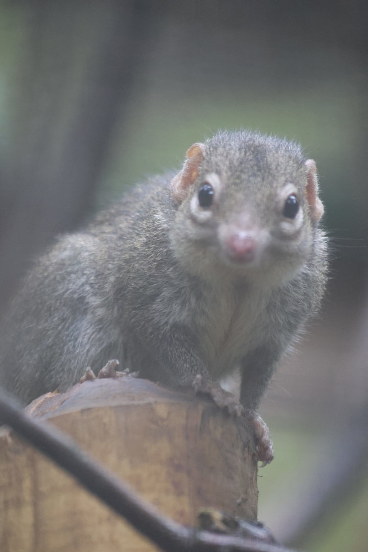 Northern Treeshrew