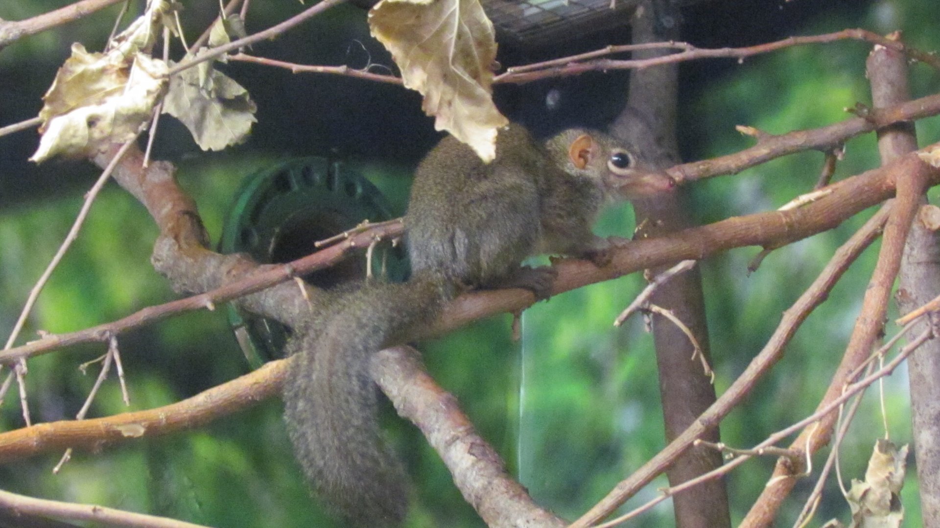 Northern Treeshrew