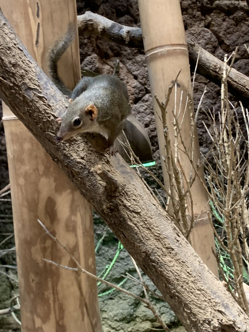 Northern treeshrew