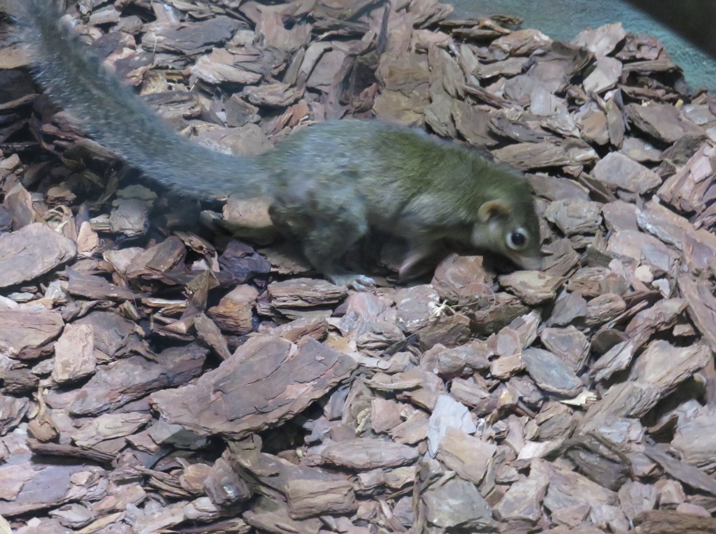 Northern treeshrew