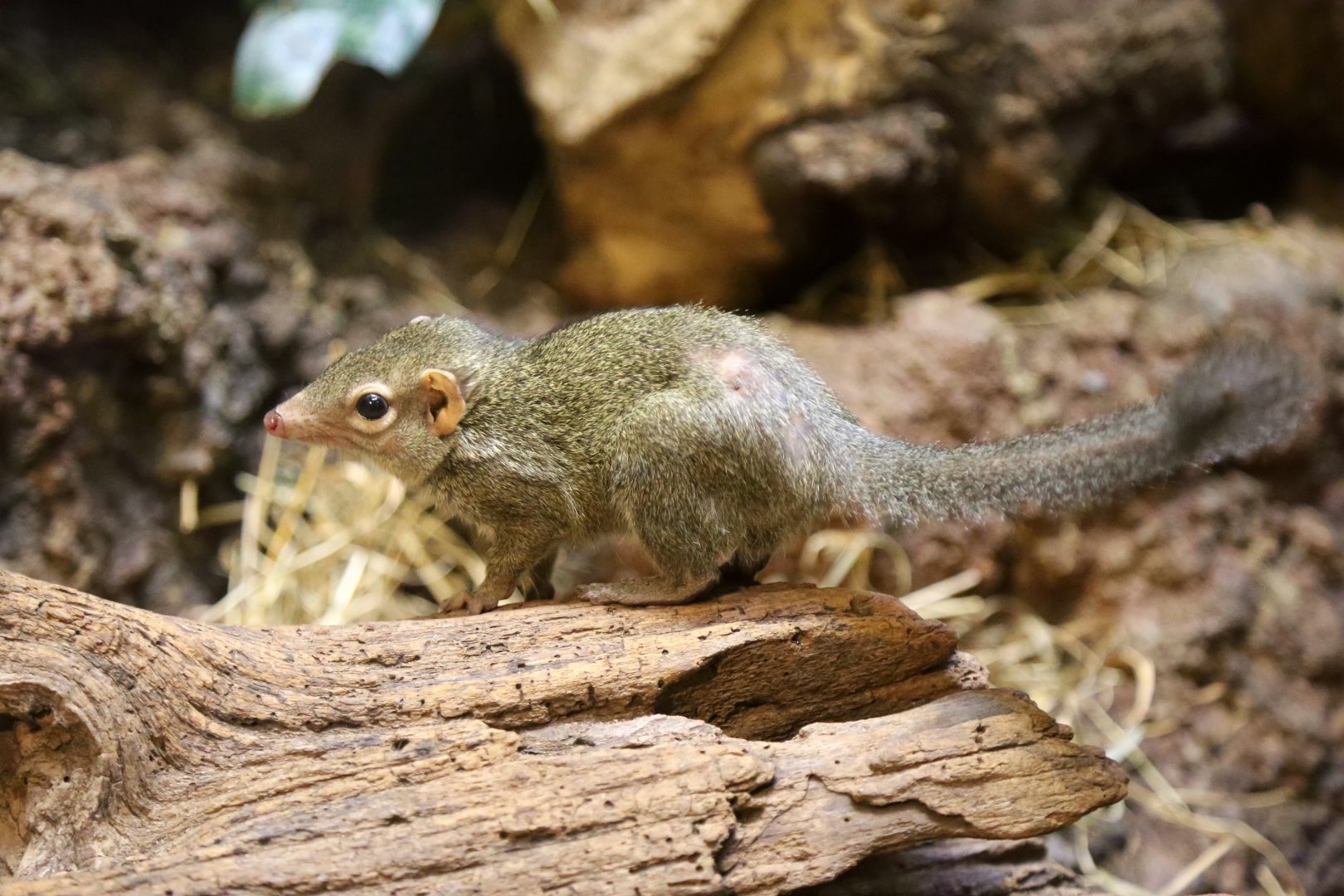 Northern Treeshrew