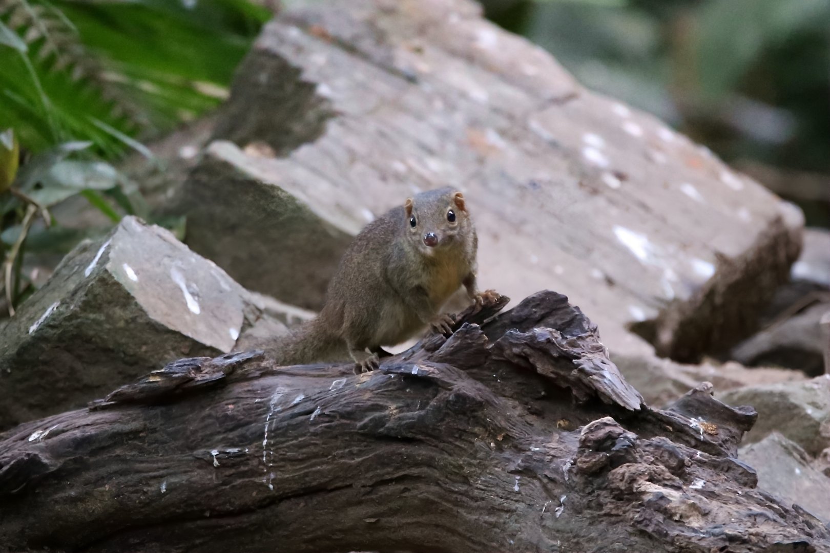 Northern Treeshrew