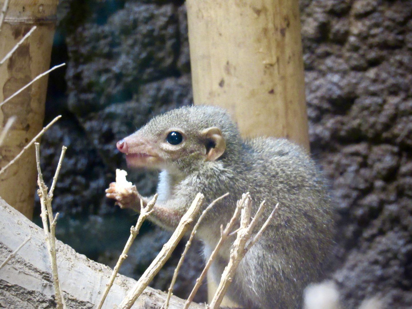 Northern treeshrew