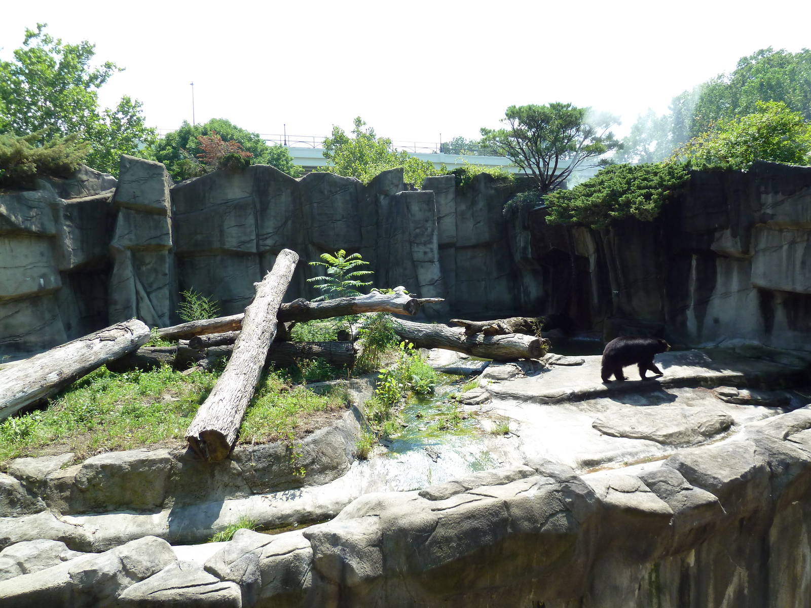Northern Trek - American Black Bear Exhibit
