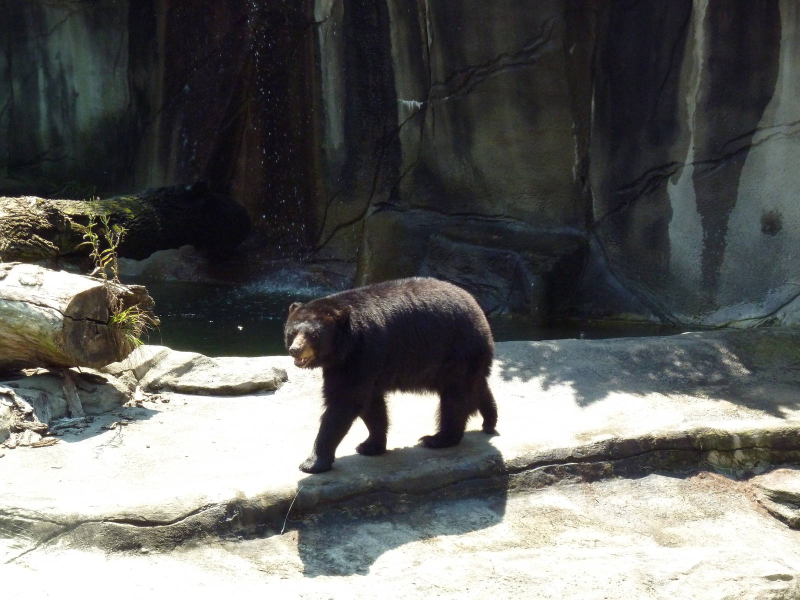 Northern Trek - American Black Bear