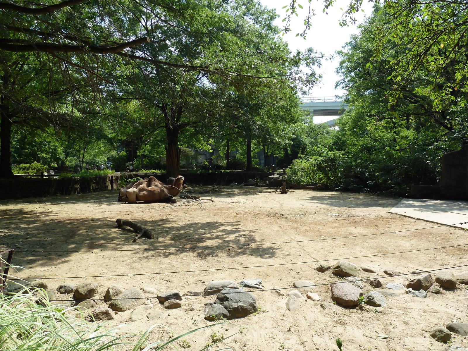 Northern Trek - Bactrian Camel Exhibit