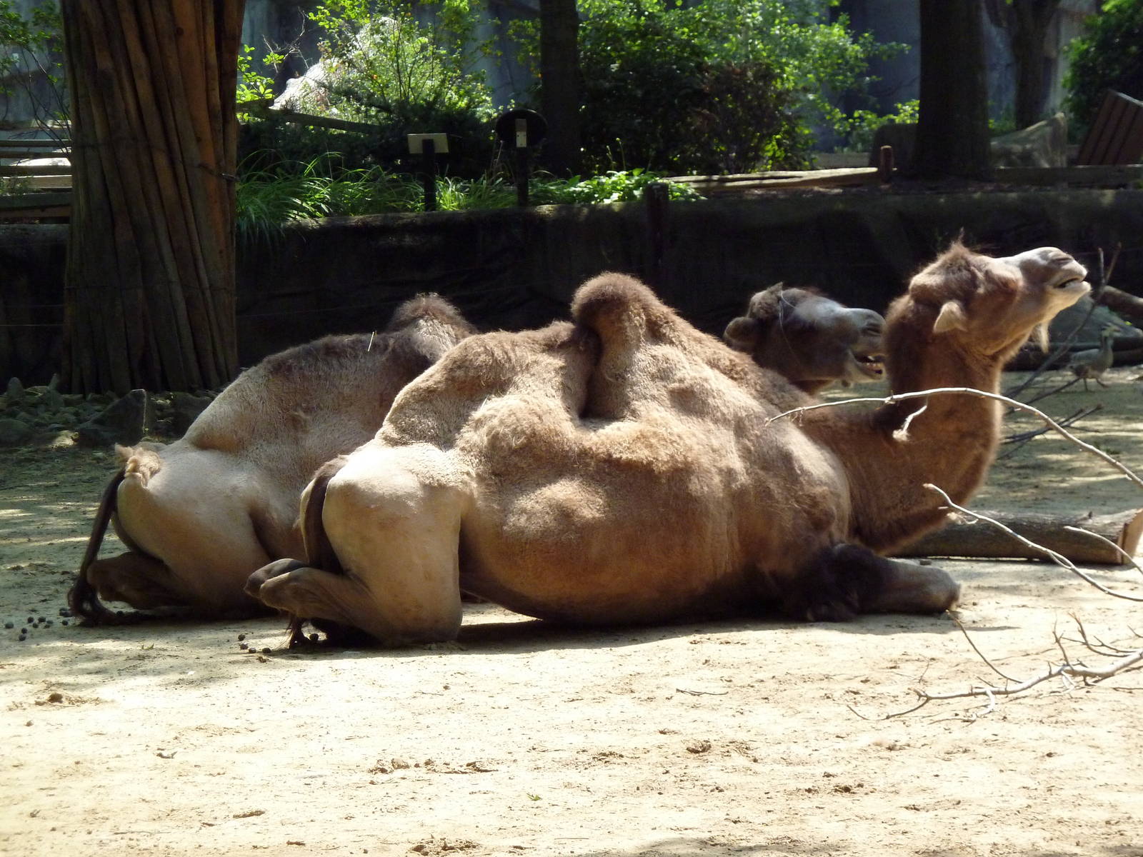 Northern Trek - Bactrian Camels
