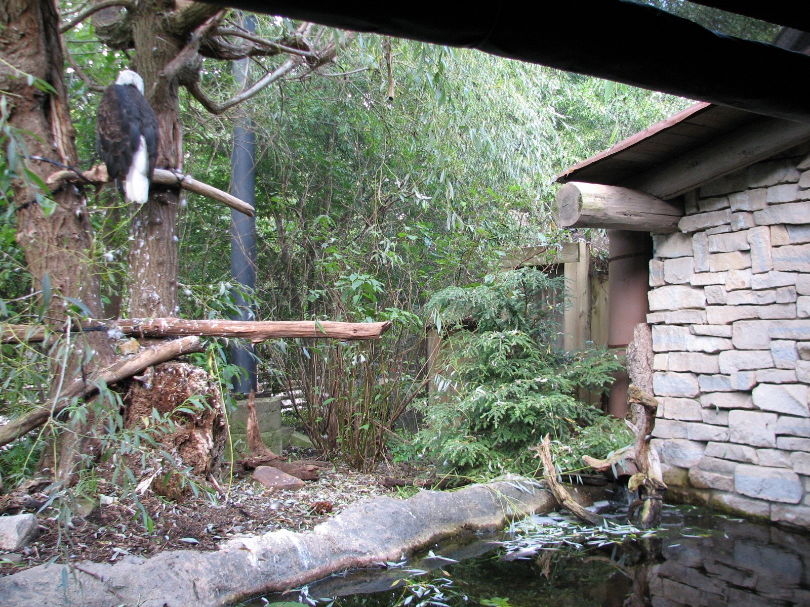 Northern Trek - Bald Eagle Exhibit