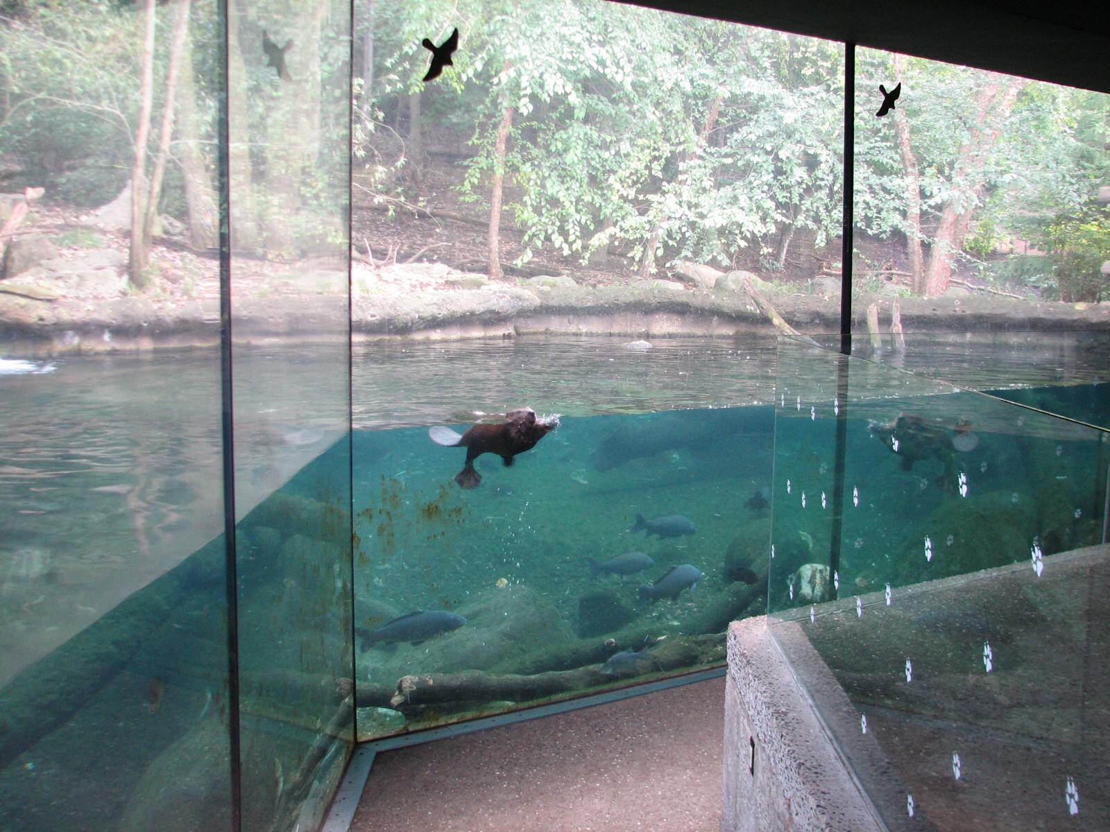 Northern Trek - Beaver Exhibit