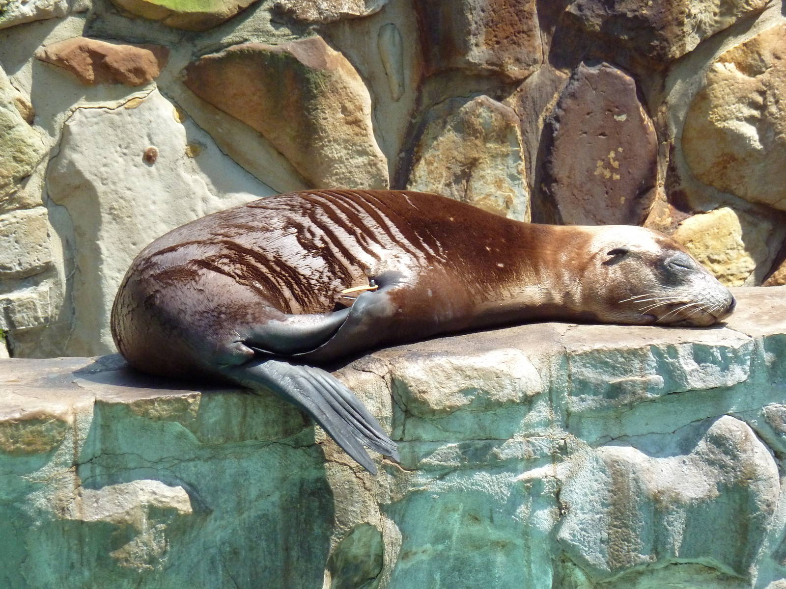 Northern Trek - California Sea Lion