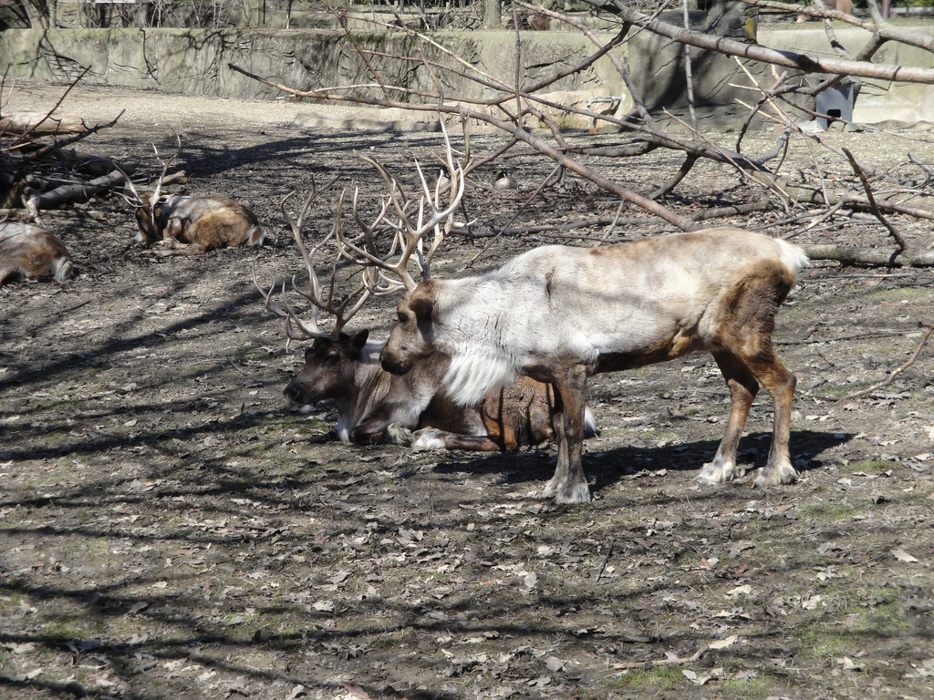 Northern Trek - Caribou
