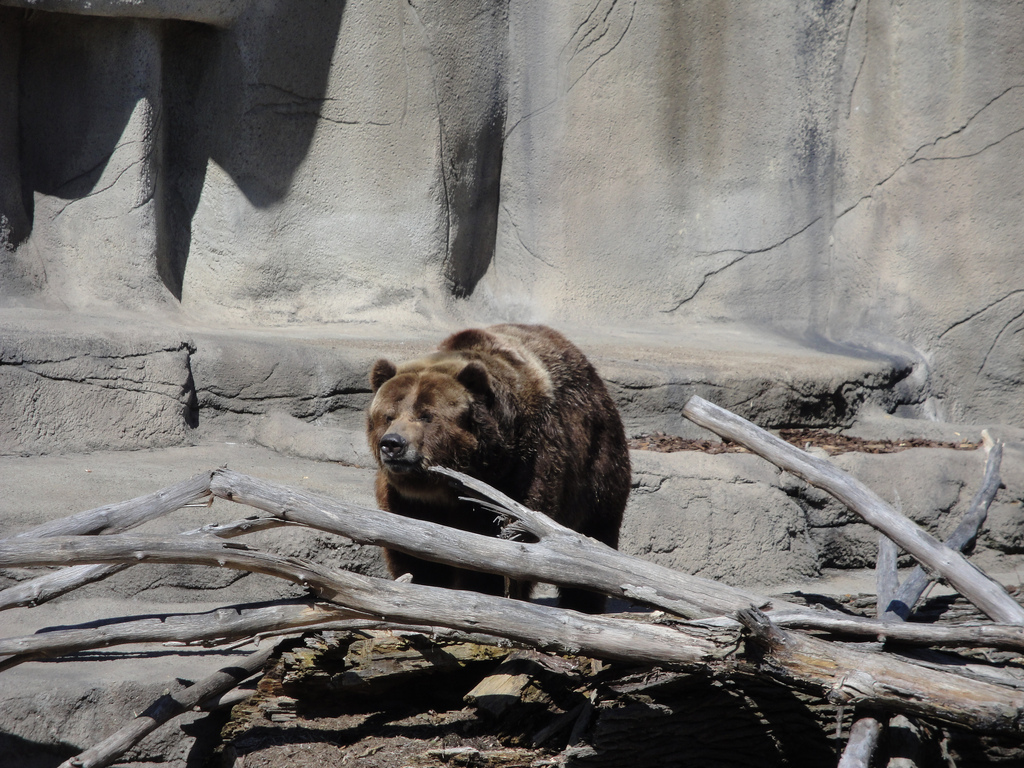 Northern Trek - Grizzly Bear