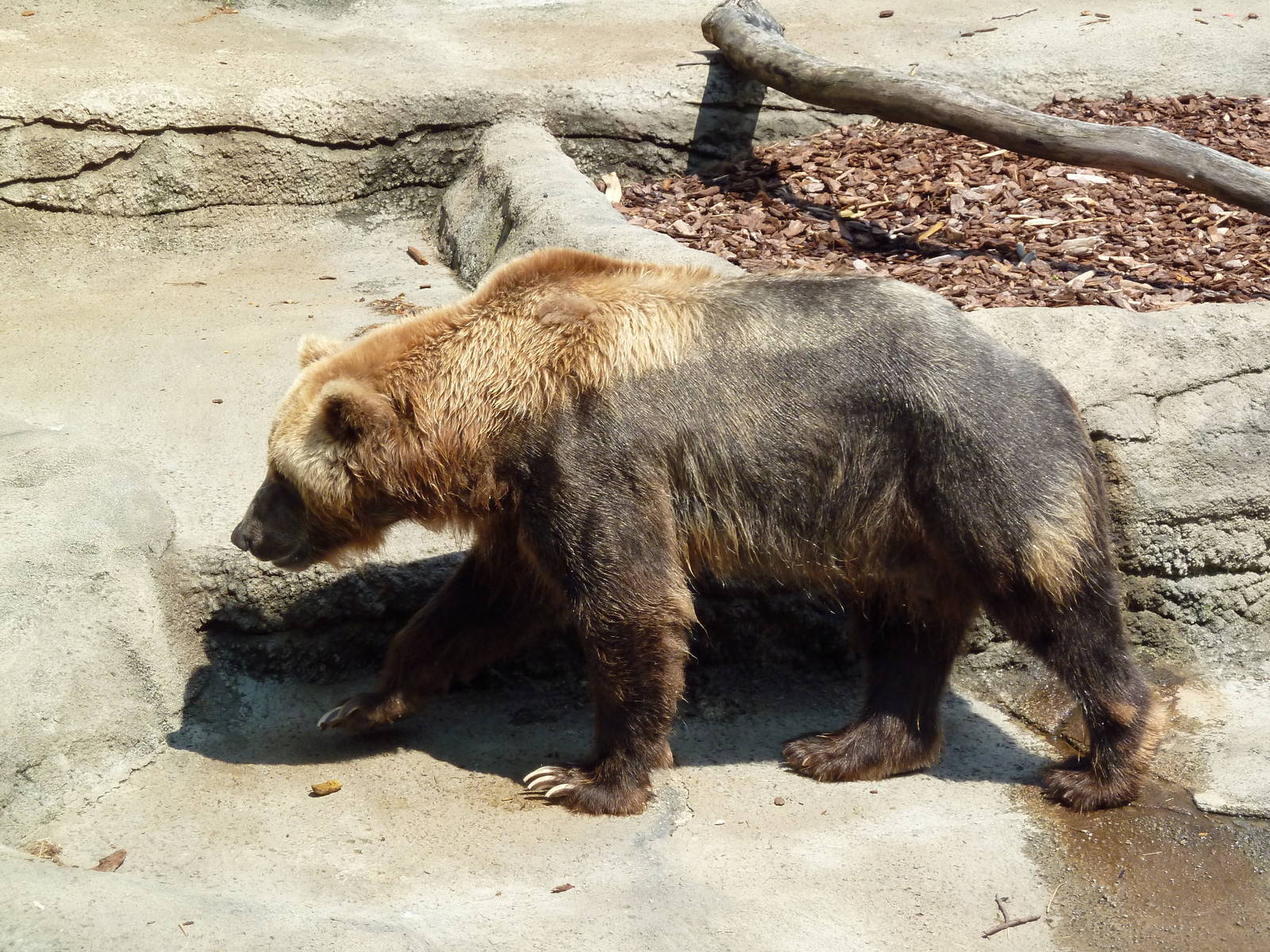 Northern Trek - Grizzly Bear