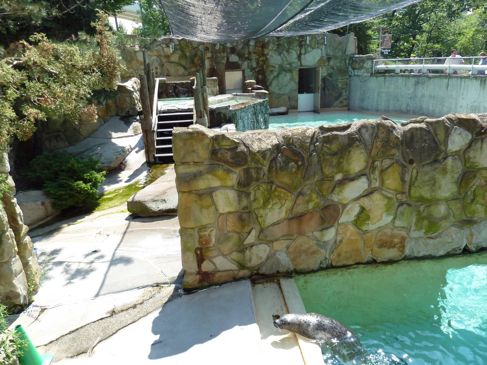 Northern Trek - Harbour Seal/California Sea Lion Exhibit