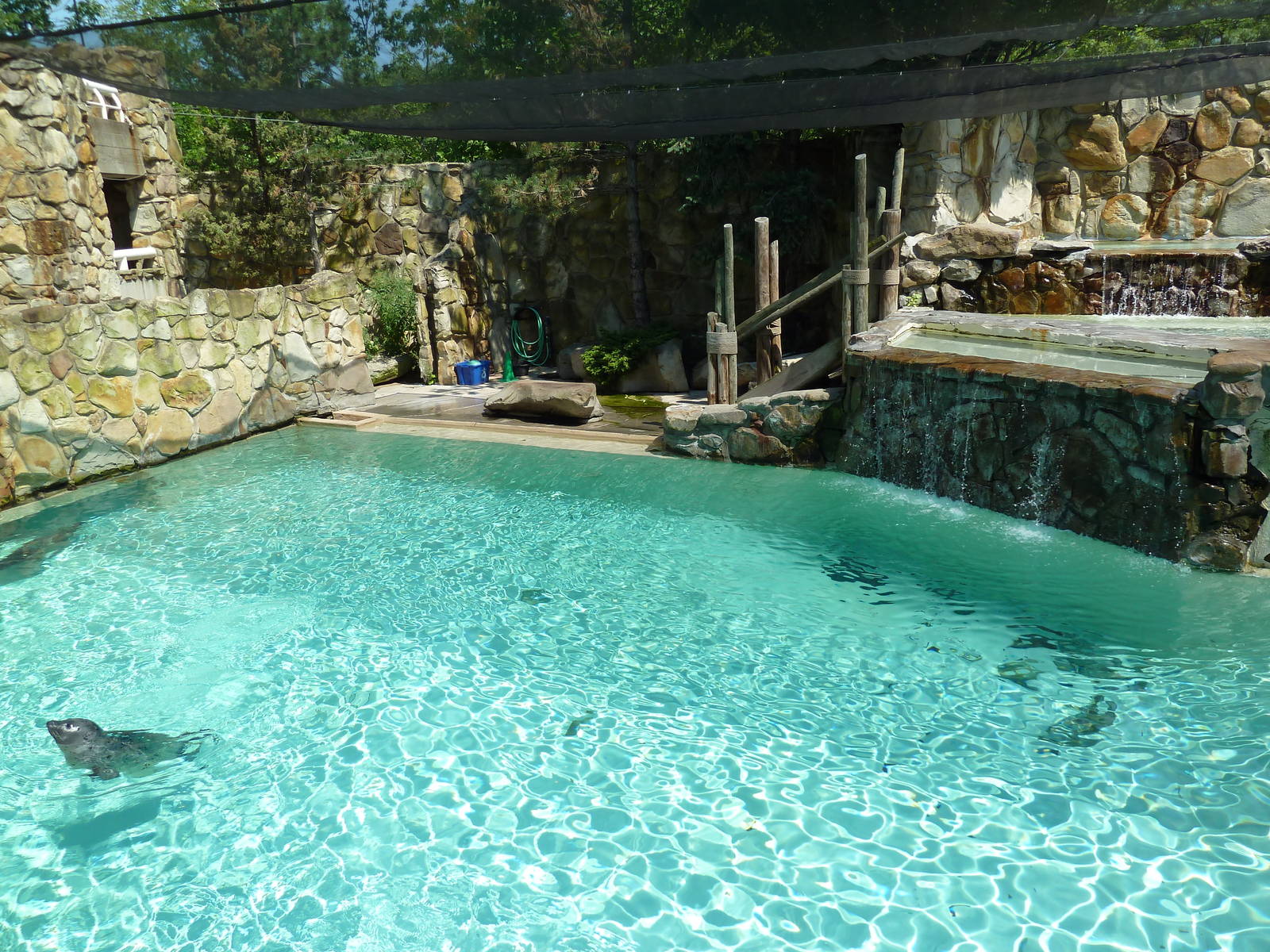 Northern Trek - Harbour Seal/California Sea Lion Exhibit