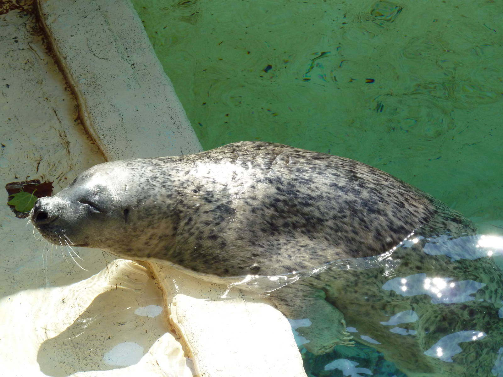 Northern Trek - Harbour Seal