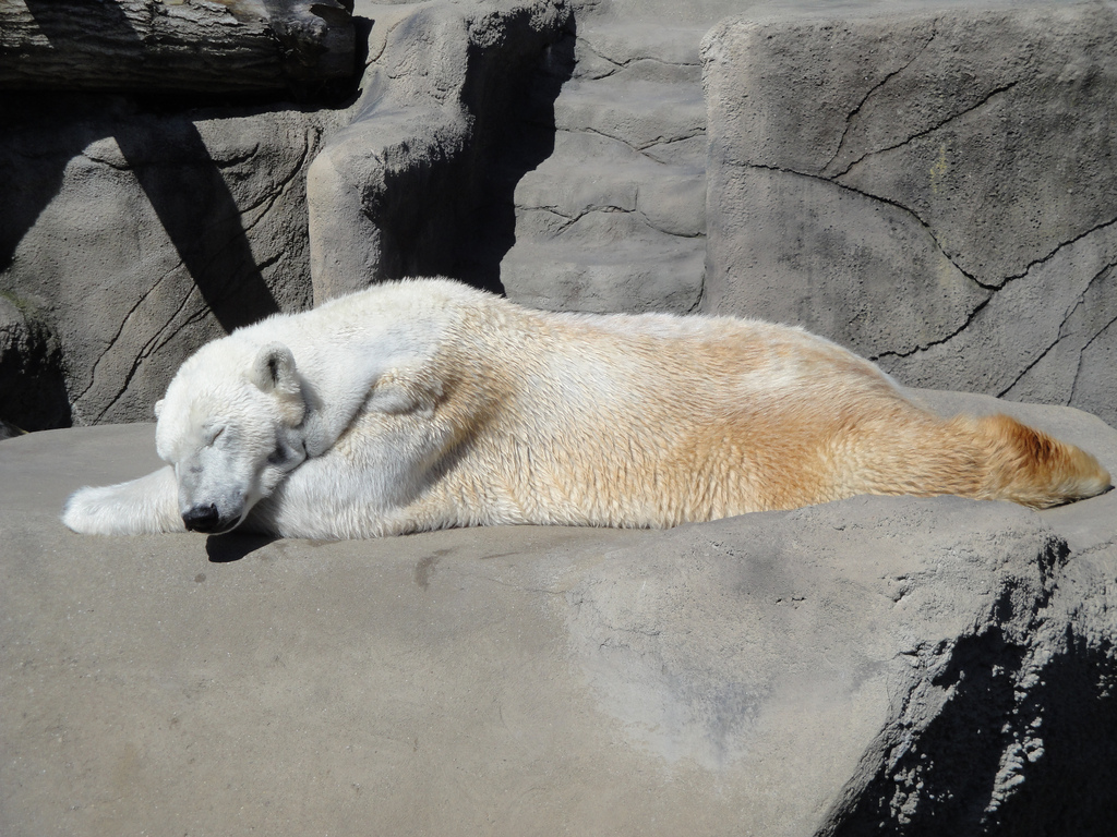 Northern Trek - Polar Bear