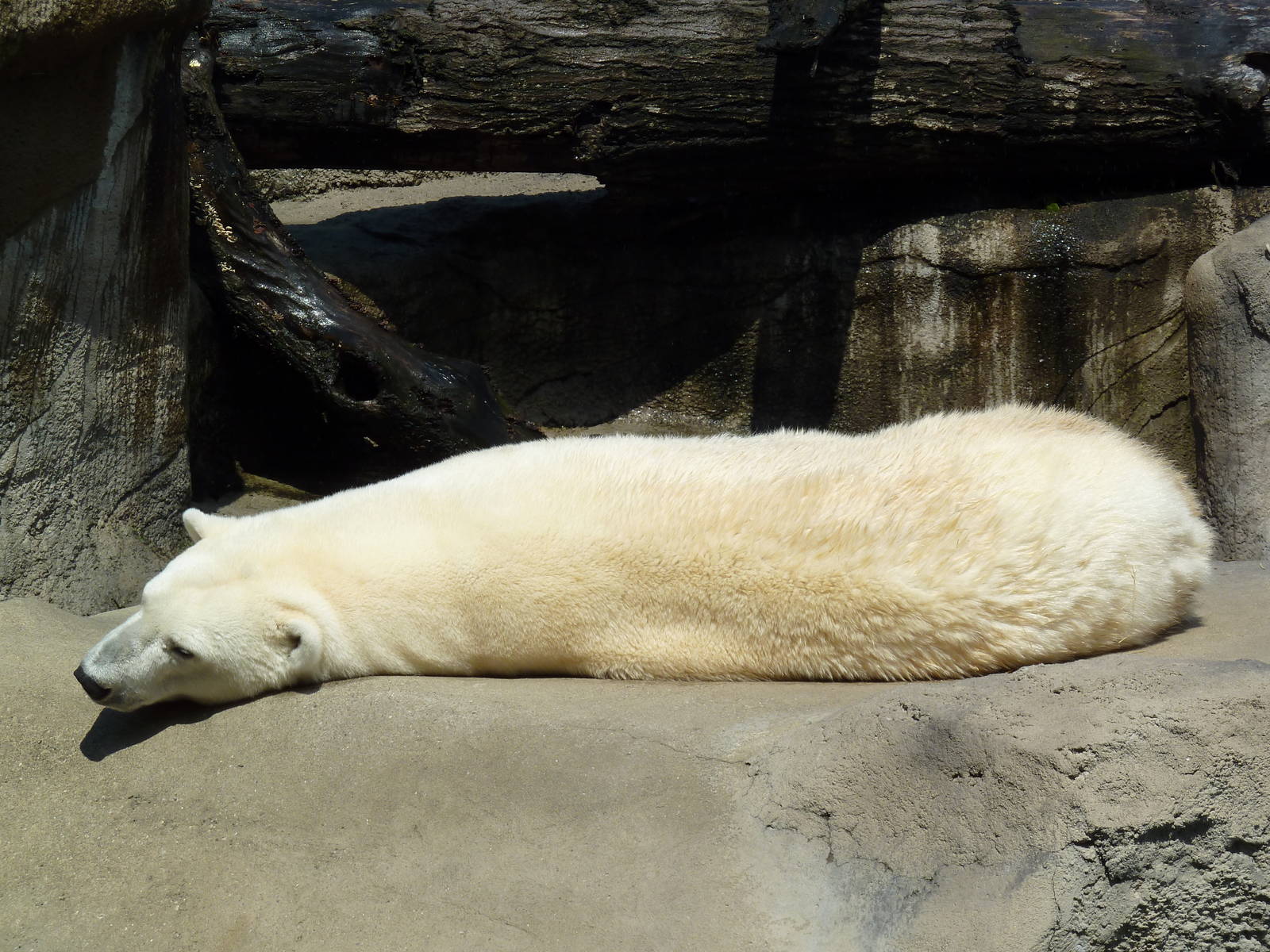 Northern Trek - Polar Bear