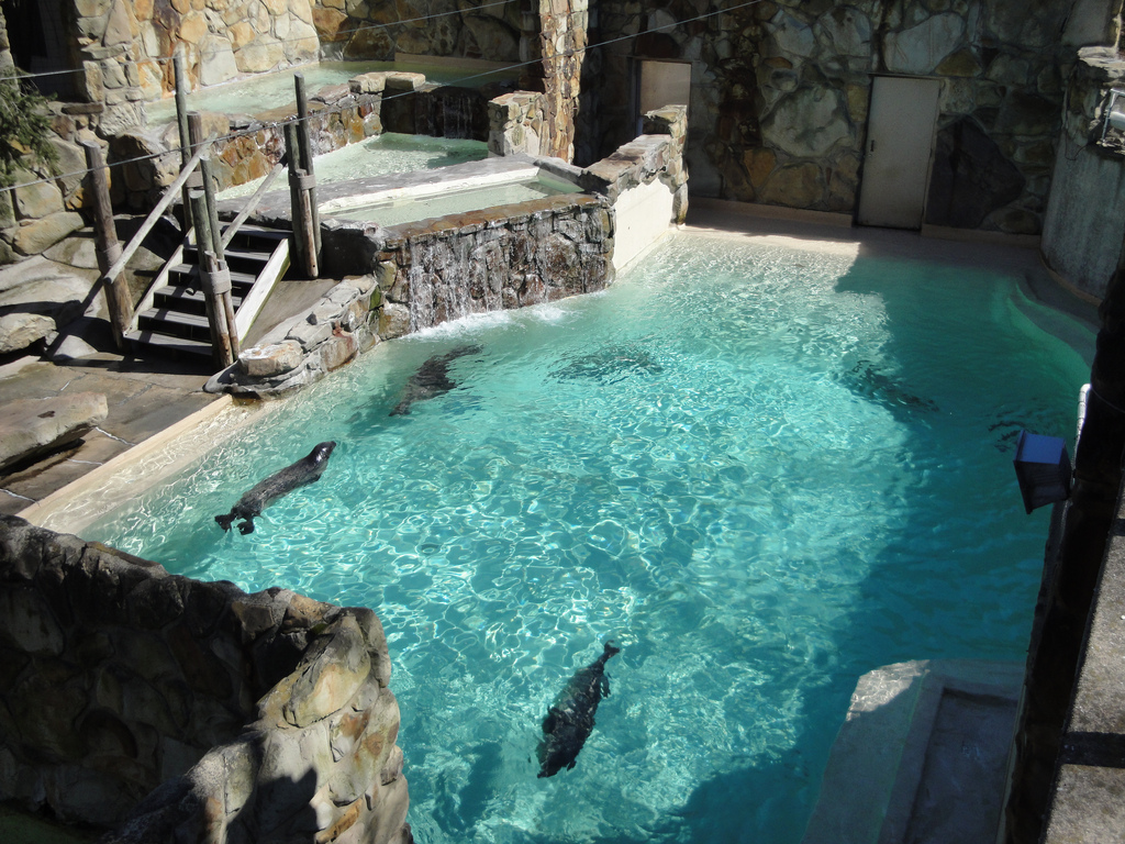 Northern Trek - Seal and Sea Lion Exhibit