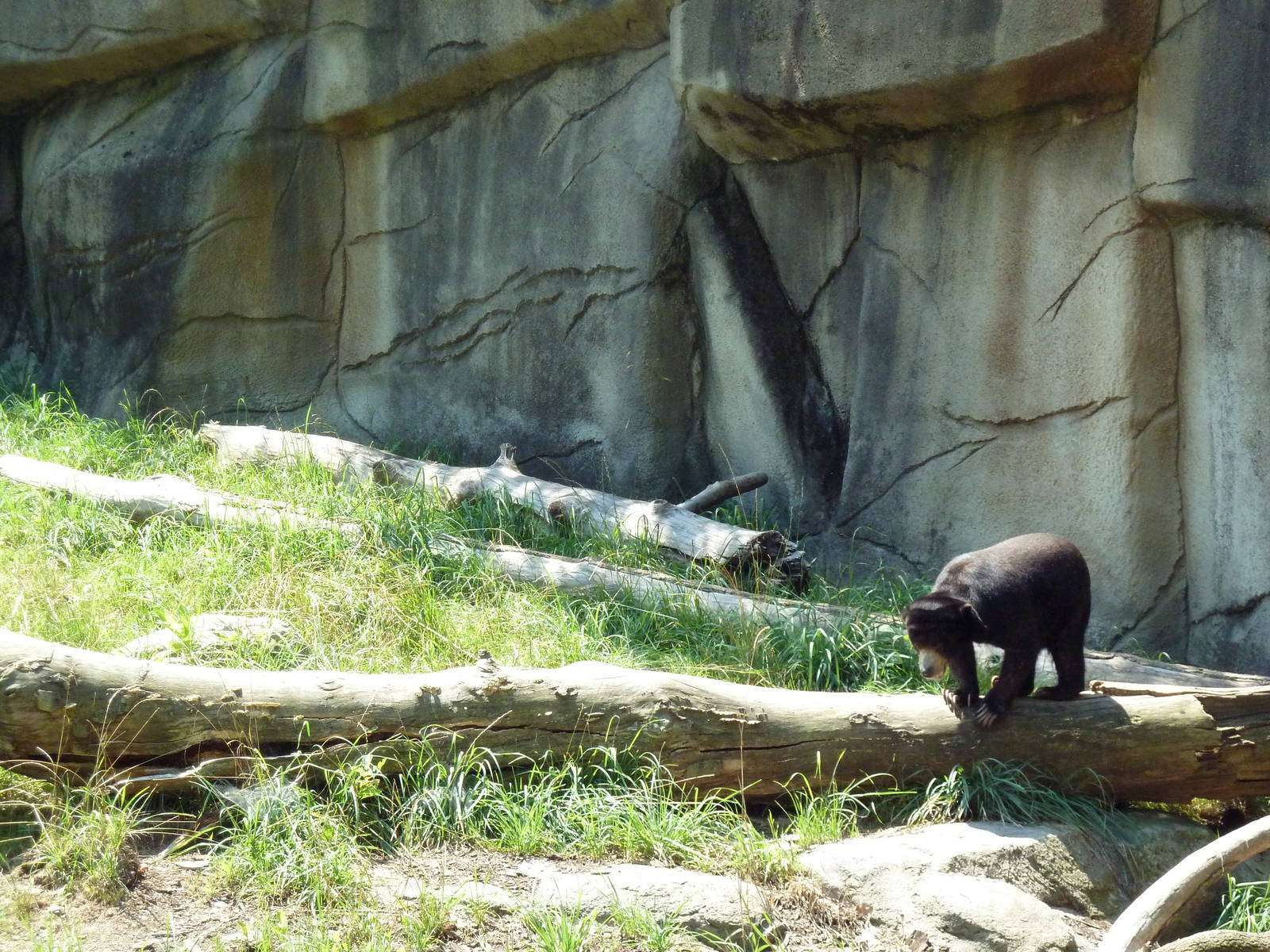 Northern Trek - Sun Bear Exhibit