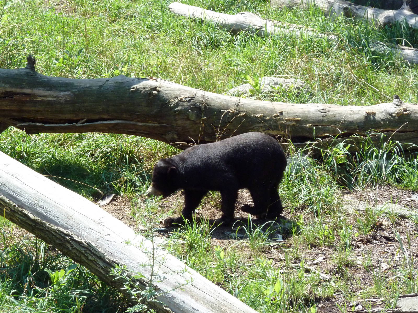 Northern Trek - Sun Bear