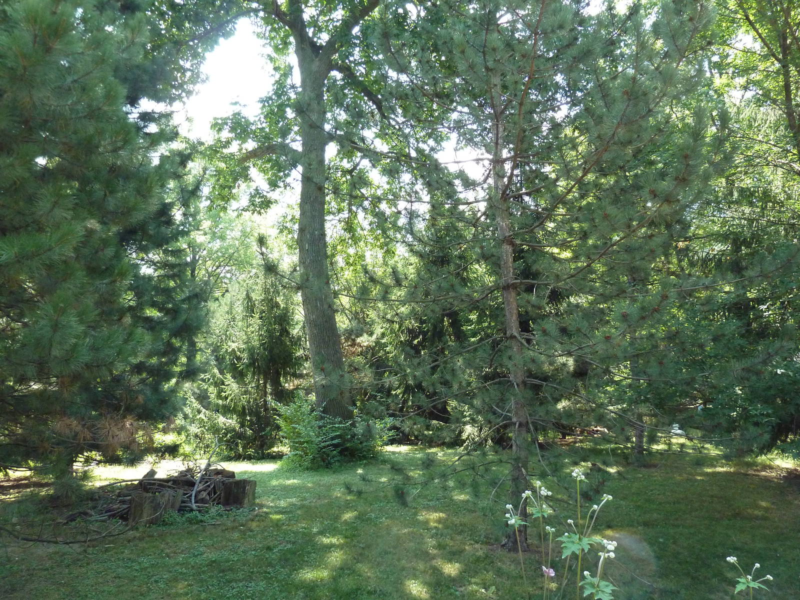 Northern Trek - Tufted Deer/Red-Crowned Crane Exhibit