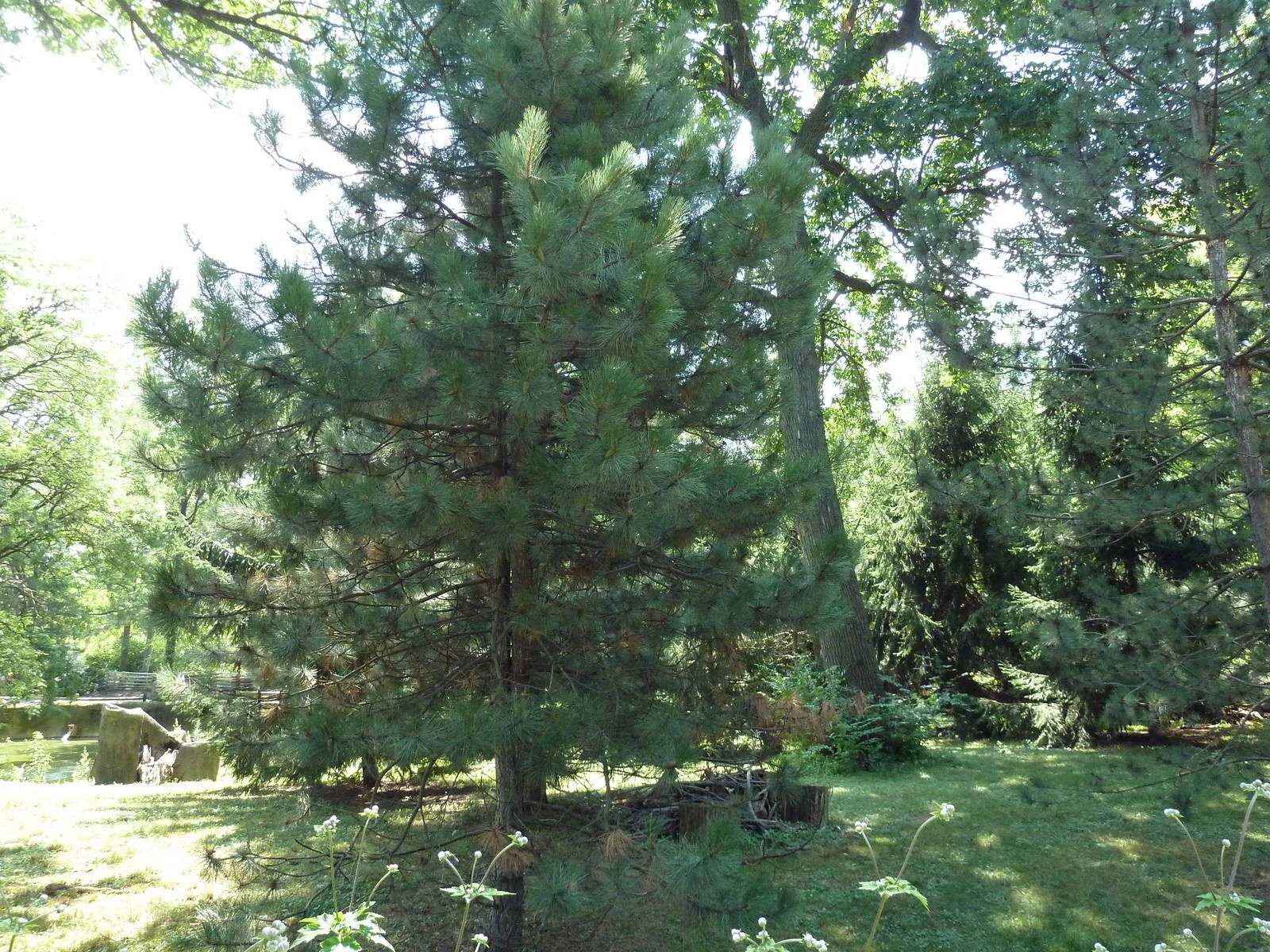 Northern Trek - Tufted Deer/Red-Crowned Crane Exhibit