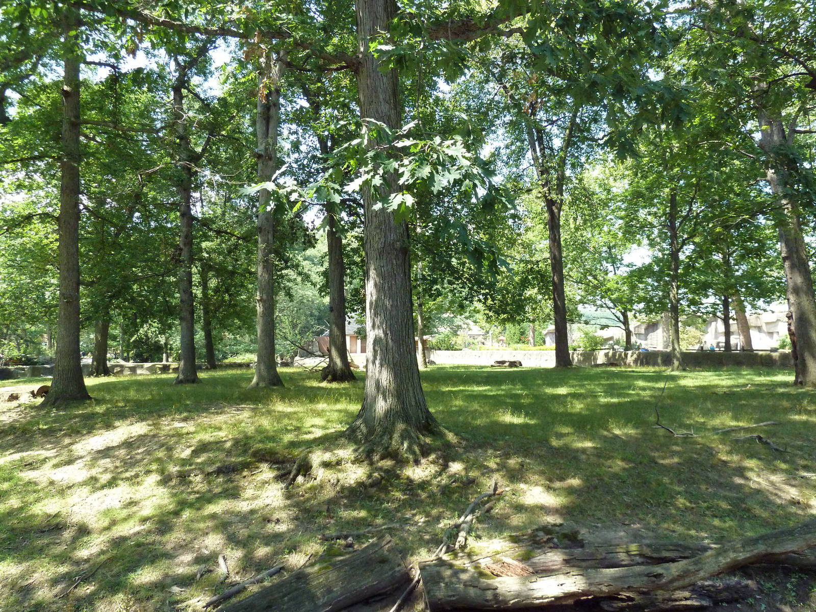 Northern Trek - White Lipped Deer Exhibit