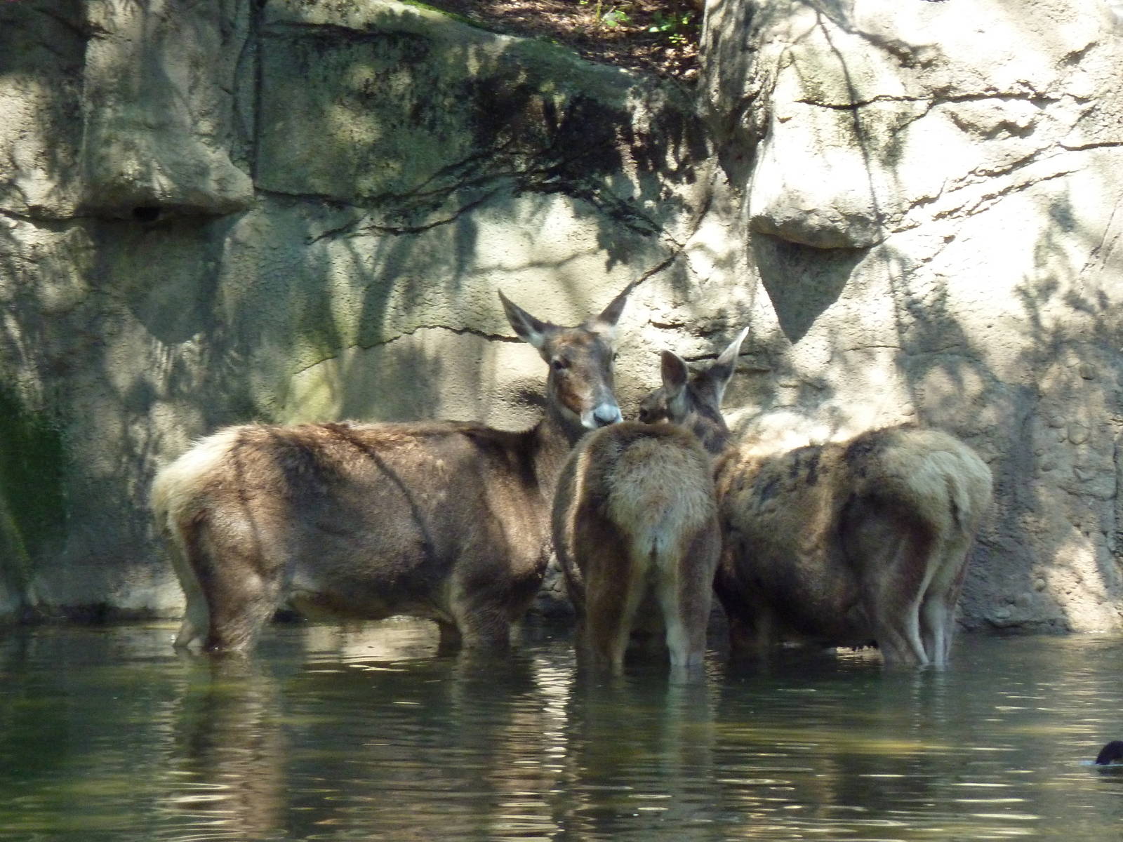 Northern Trek - White Lipped Deer
