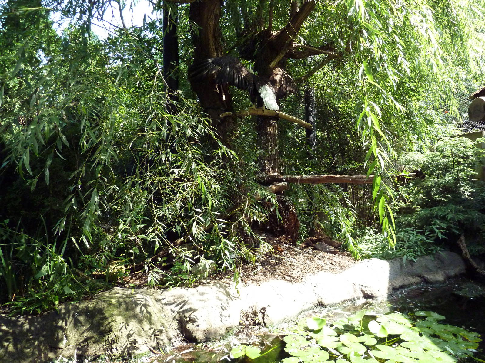 Northern Trek - Wolf Wilderness - Bald Eagle Exhibit